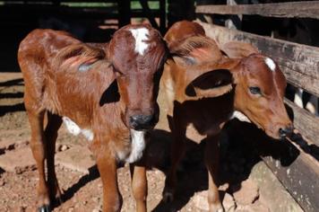 O PROGRAMA DE INSEMINAÇÃO ARTIFICIAL - P.I.A. SURPREENDE COM NASCIMENTO DE BEZERRAS GÊMEAS.