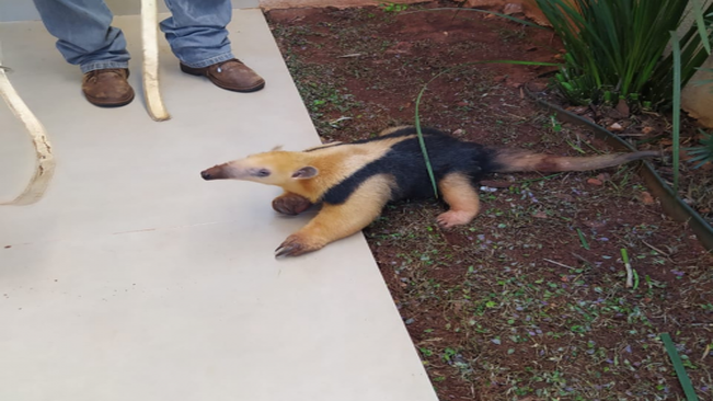 TAMANDUÁ-MIRIM É ENCONTRADO NA ÁREA URBANA DE PÉROLA.